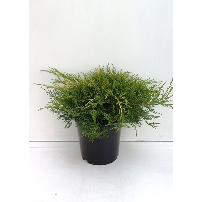 Pfitzer-en – Juniperus pfitzeriana 'Gold Coast' - C3 25-30 CM